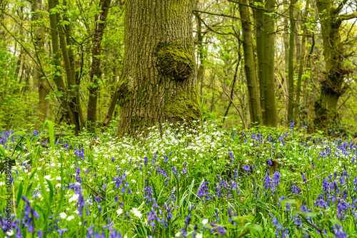 Obraz na płótnie Bluebell Season w salonie