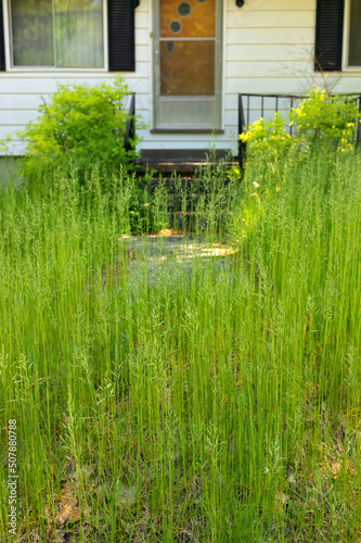 An extremely Overgrown grass lawn in front of a home or cottage in need of trimming and cutting