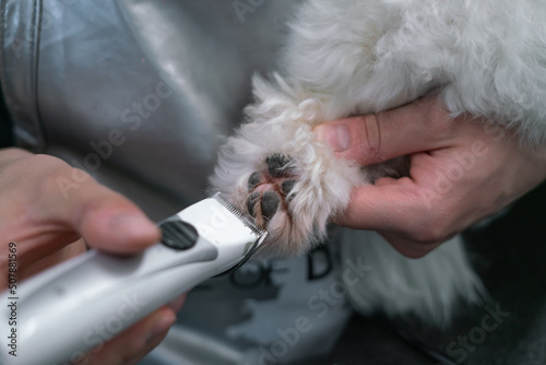 a man clipping a paw with a clipper of a white dog maltese close-up shot