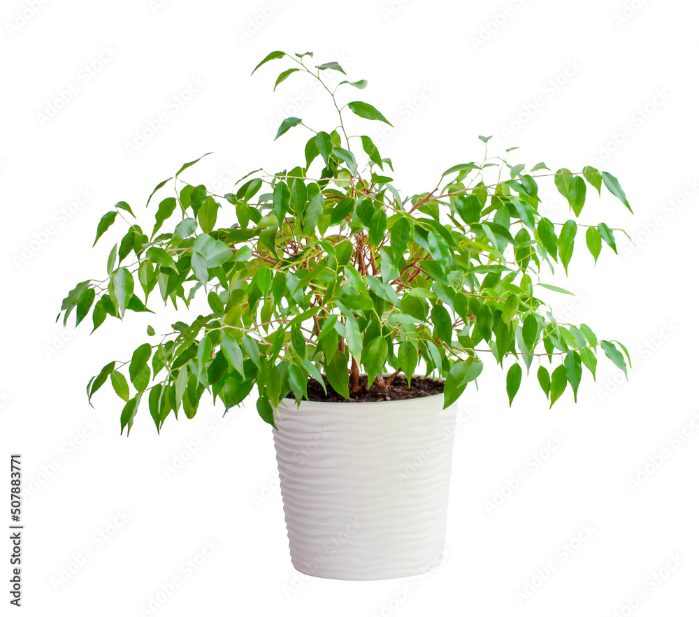 houseplant ficus benjamina in a beautiful pot, isolated on a white background. High quality photo