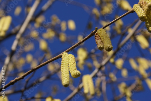 Pollen