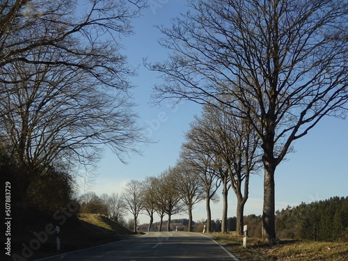 Allee mit Straßenbäumen