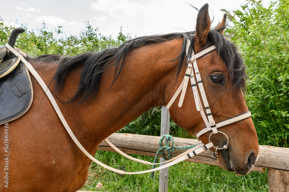 Brown horse with bridle and harness. Beautiful animal in the summer for equestrian sport.