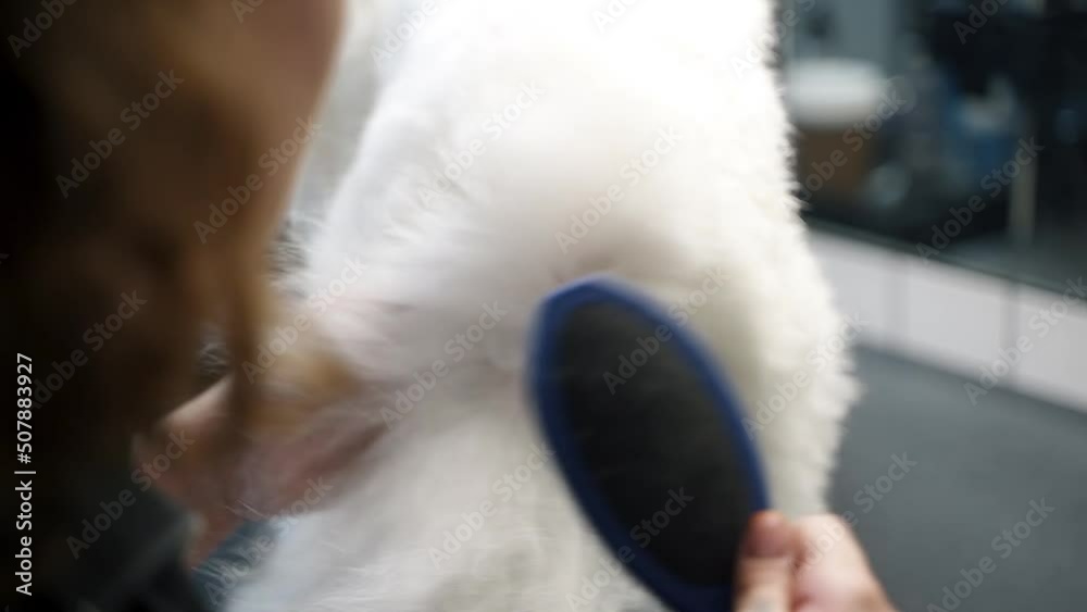 girl combing a white maltese dog in a dog salon girl combing a white maltese dog in a dog salon