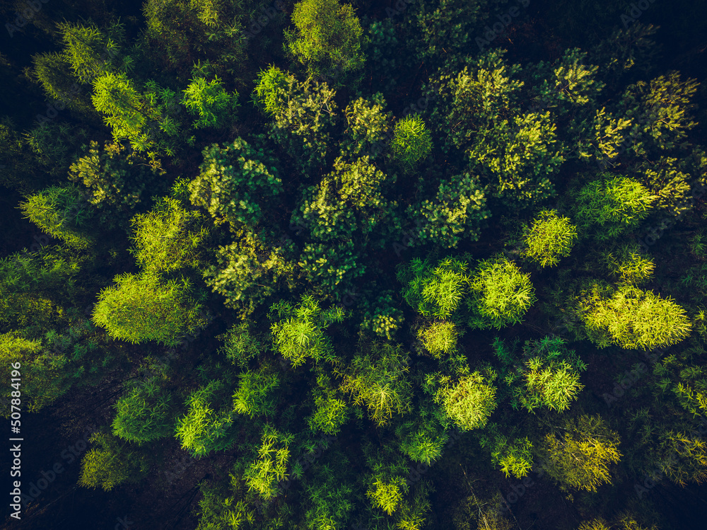 View of the forest from the drone. Top view of the trees on a spring evening. The concept of nature waking up after winter. Aerial view of the forest, trees