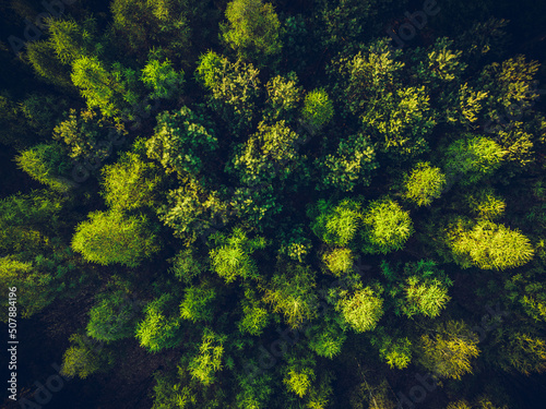 View of the forest from the drone. Top view of the trees on a spring evening. The concept of nature waking up after winter. Aerial view of the forest, trees