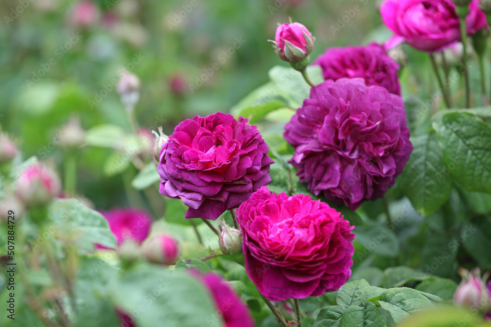 Purple rosa 'Cardinal de Richelieu' in flower