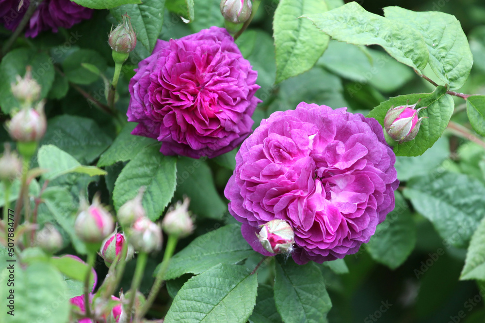 Purple rosa 'Cardinal de Richelieu' in flower Purple rosa 'Cardinal de Richelieu' in flower