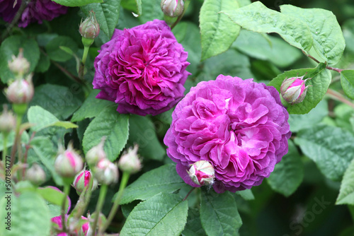 Purple rosa 'Cardinal de Richelieu' in flower