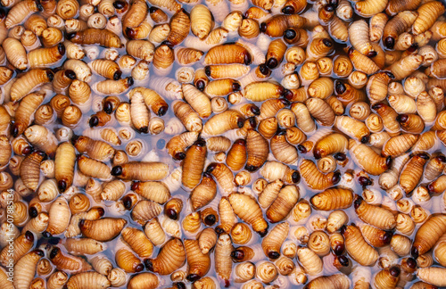 Sago worms in tray with water in the Ecuadorian local market