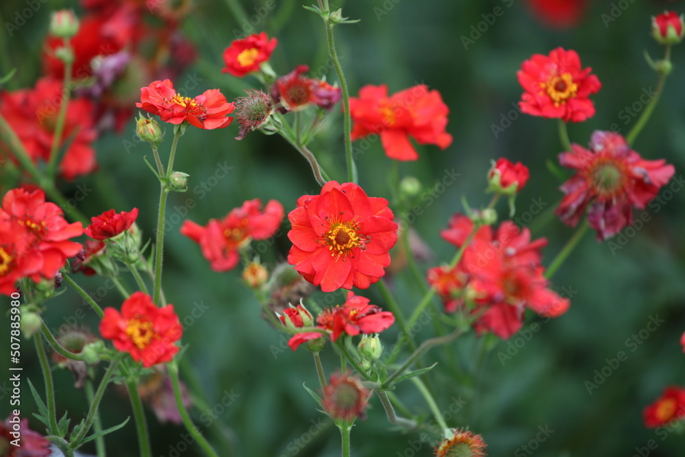 Geum 'Scarlet Tempest' in flower. Geum 'Scarlet Tempest' in flower.