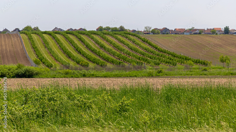 Crops Field Hill