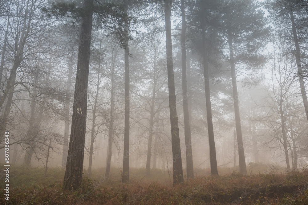 Fototapeta premium Cold foggy morning in forest Sicily, Italy