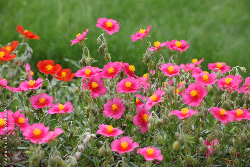 Pink Helianthemum rock rose ''Ben Ledi' in flower