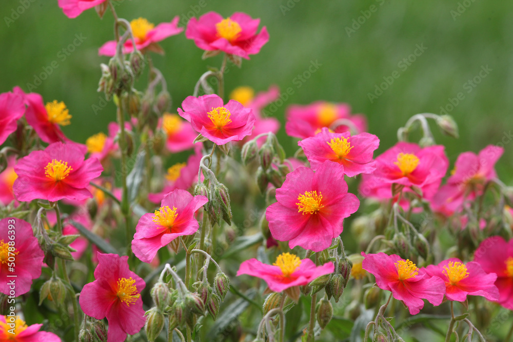 Pink Helianthemum rock rose ''Ben Ledi' in flower Pink Helianthemum rock rose ''Ben Ledi' in flower