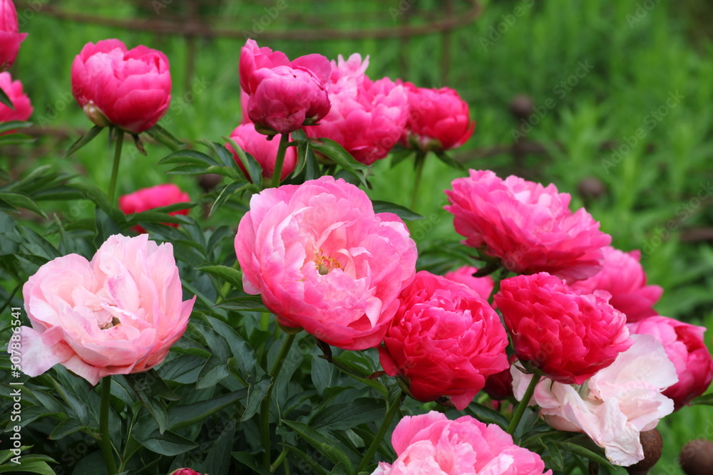 Paeonia lactiflora 'Ellen Cowley' in flower.