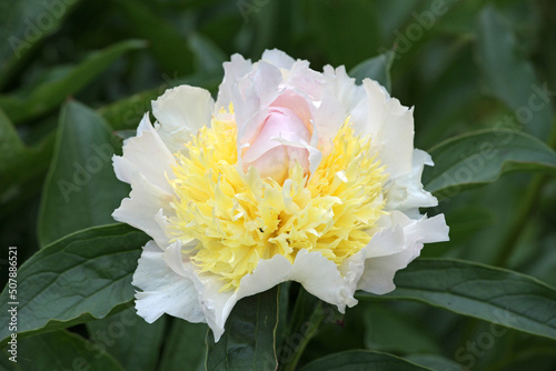 Fototapeta Naklejka Na Ścianę i Meble -  Paeonia lactiflora 'Top Brass' in flower.