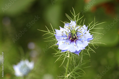 Blue Nigella damascena Albion Black Pod  love-in-a-mist  flowers in bloom