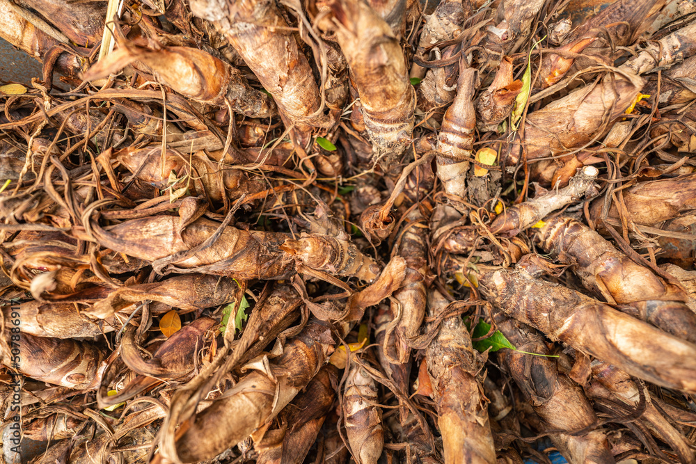Close-up view of chopped, sliced and diced fresh and healthy vegetables ...