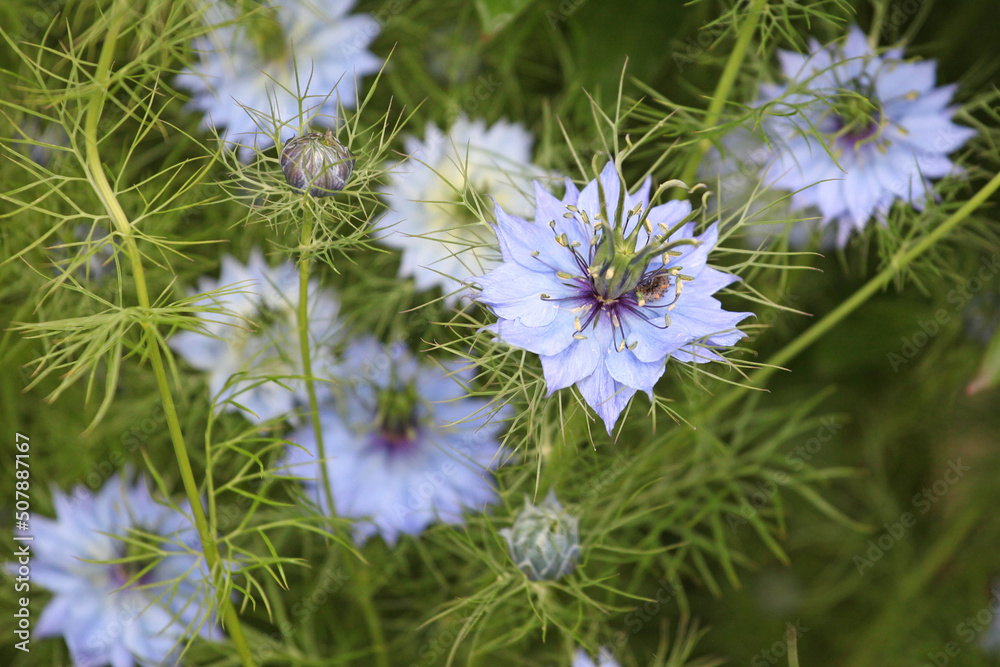 Blue Nigella damascena Albion Black Pod 'love-in-a-mist' flowers in bloom Blue Nigella damascena Albion Black Pod 'love-in-a-mist' flowers in bloom