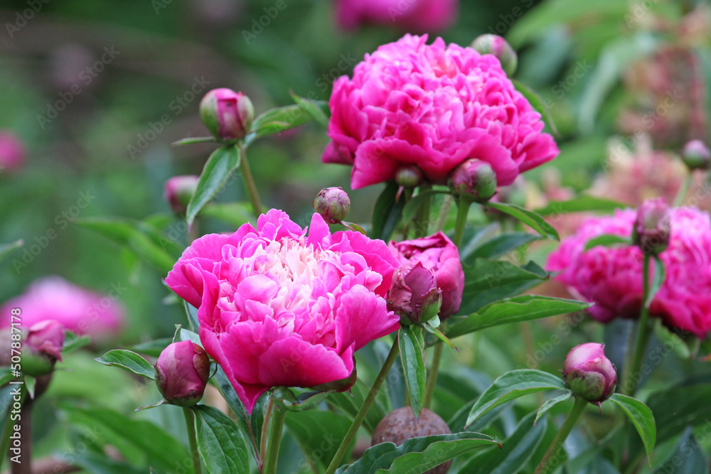Pink Paeonia lactiflora in flower. Pink Paeonia lactiflora in flower.