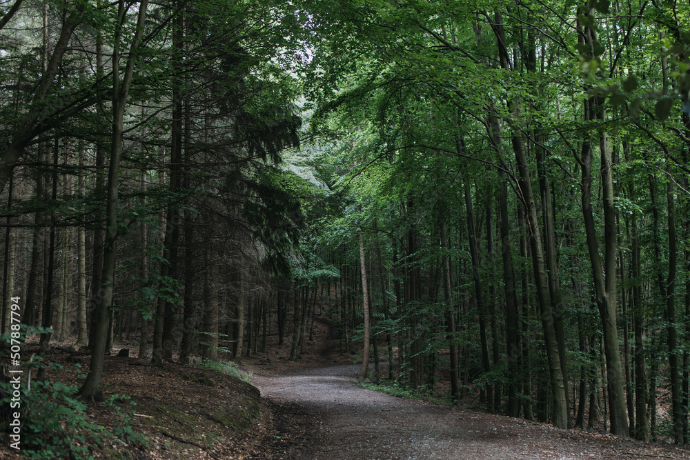 Fototapeta premium green Forest