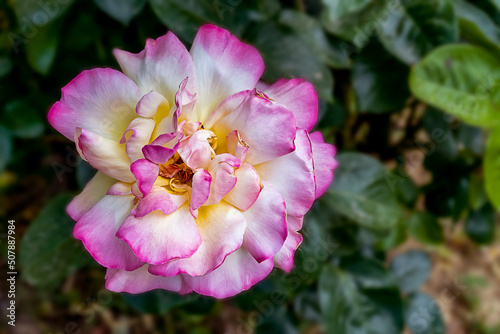 Blossoming yellowish pinkish rose, beautiful gradient coloring of the rose