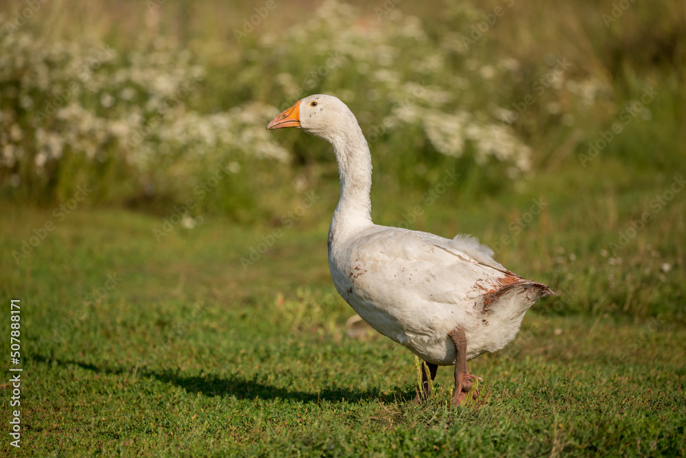 Geese and ducks walk on the grass in a green meadow in the pasture. Livestock raising and farming in the village. Geese and ducks walk on the grass in a green meadow in the pasture. Livestock raising and farming in the village.