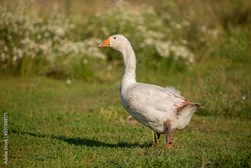 Geese and ducks walk on the grass in a green meadow in the pasture. Livestock raising and farming in the village. © Vera