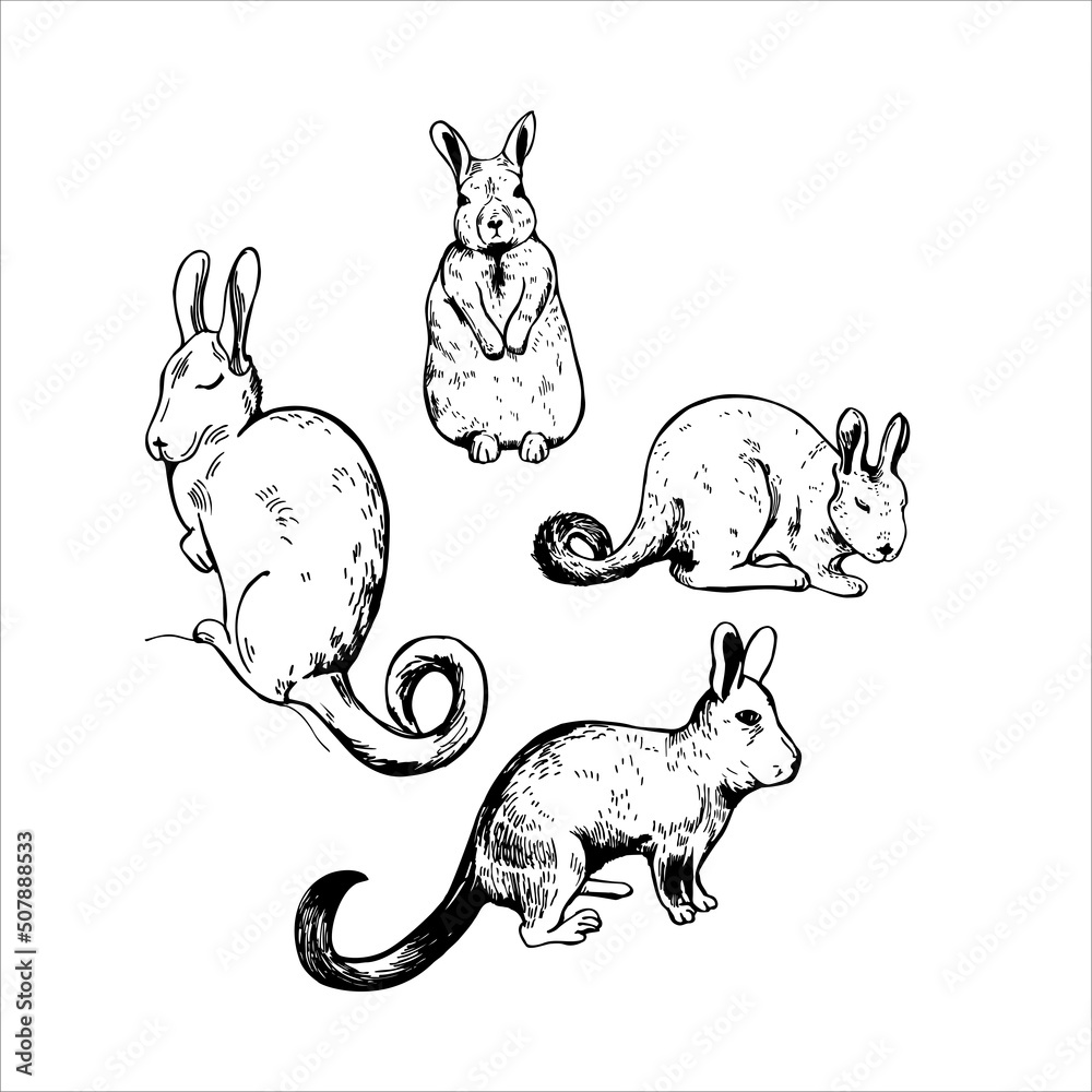 Obraz premium Viscacha. Sketch illustration.