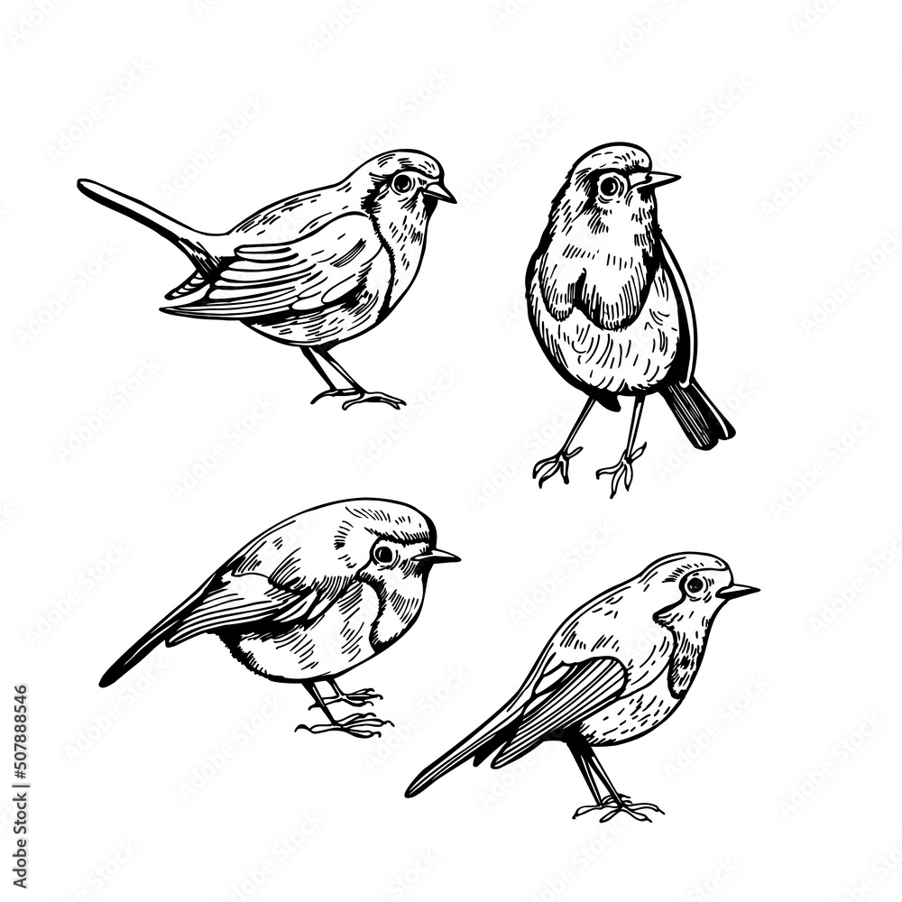 Fototapeta premium Robin. Sketch illustration.