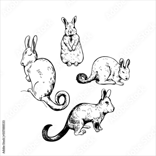 Viscacha. Sketch  illustration.