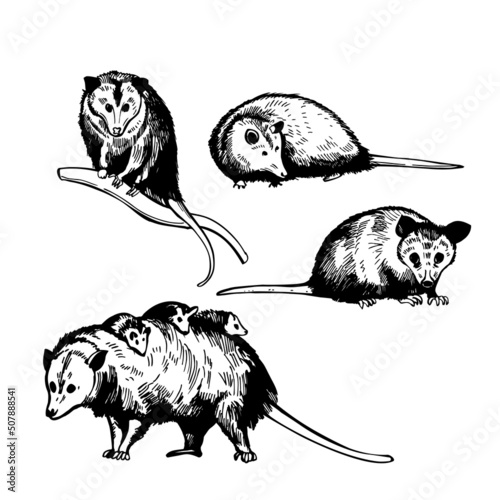 Opossum.  Sketch  illustration.