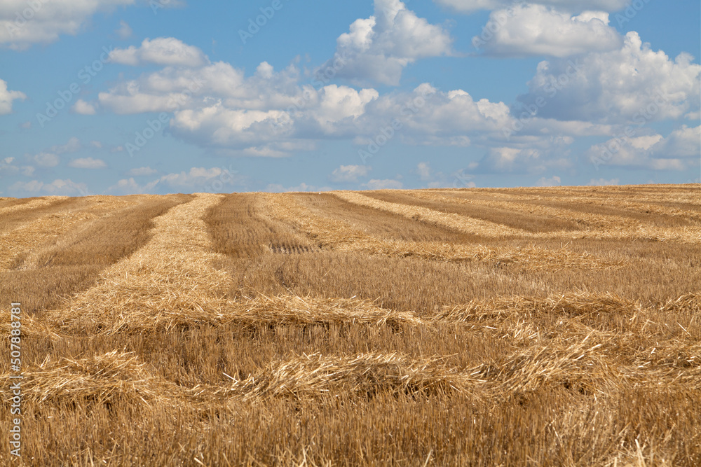Wheat field after harvesting, golden stubble under blue sky, ukrainian flag. Ukraine.