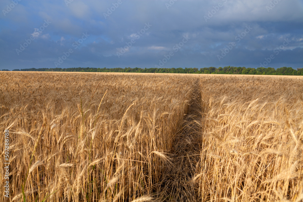 Path across golden wheat field under dark sky. Ukraine.