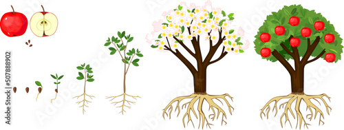 Life cycle of apple tree isolated on white background. Plant growing from seed to apple tree with ripe red fruits with root system