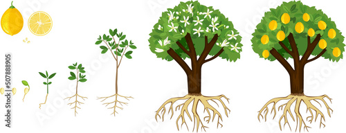 Life cycle of lemon tree isolated on white background. Plant growing from seed to lemon tree with ripe yellow fruits and root system