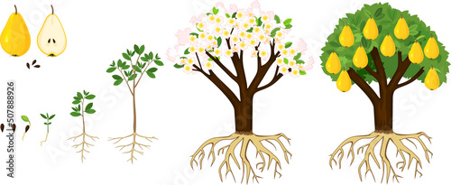 Life cycle of pear tree isolated on white background. Plant growing from seed to pear tree with ripe yellow fruits and root system