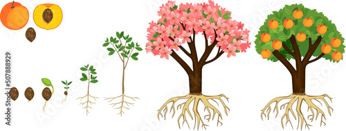 Life cycle of peach tree isolated on white background. Plant growing from seed to peach tree with ripe fruits and root system