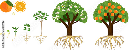 Life cycle of orange tree isolated on white background. Plant growing from seed to orange tree with ripe fruits and root system
