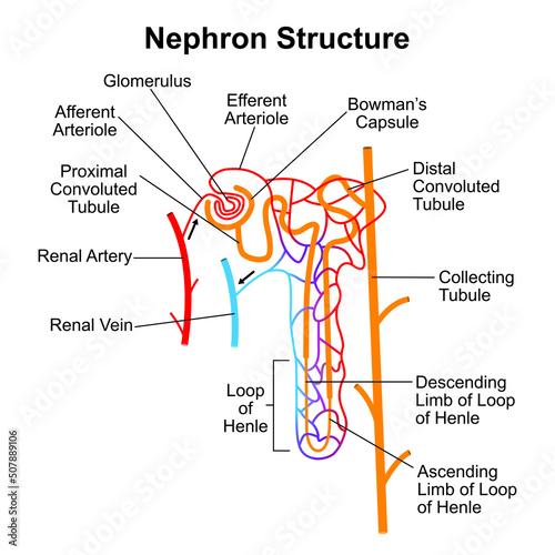 Scientific Designing of Nephron Structure. The Microscopic Structural and Functional Unit of The Kidney. Colorful Symbols. Vector Illustration. photo