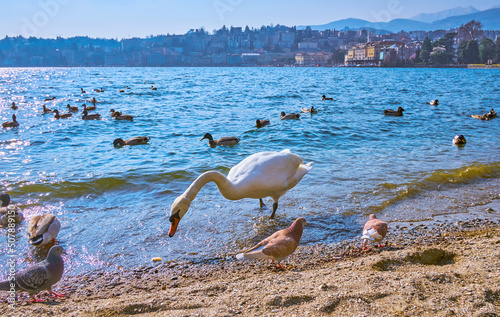 The white swan and other wild city birds on the shore of Lugano Lake, Lugano, Switzerland photo