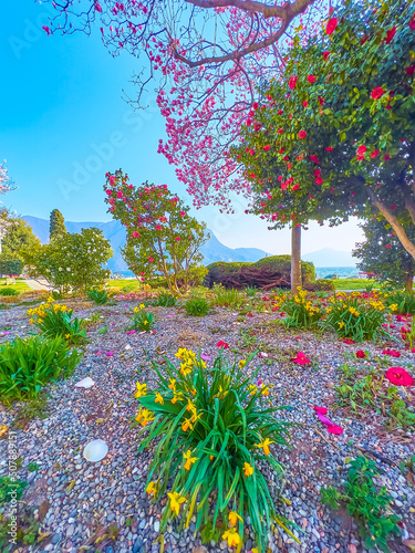 The blooming flowers in Parco Ciani in the center of Lugano, Switzerland photo