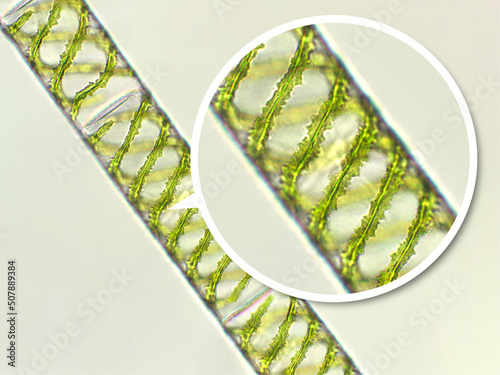 Quadro su tela Spirogyra sp