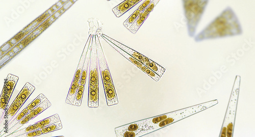 Diatoms, algae under microscopic view, phytoplankton, fossils, silica, golden yellow algae photo