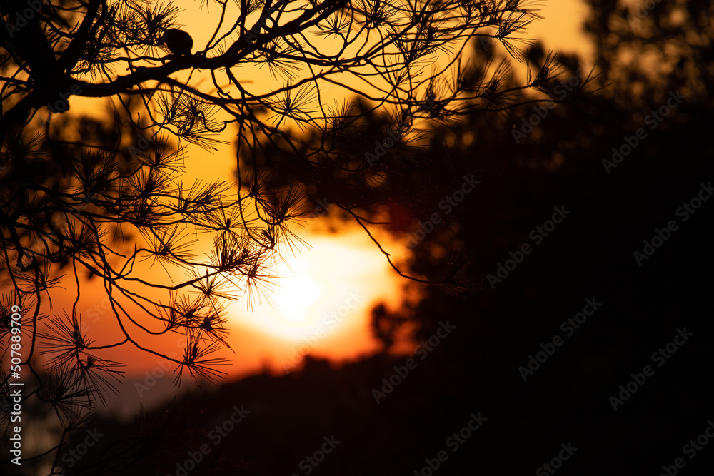 Detail from the Adriatic coast Croatia. View through the pine branches of the setting sun. Summer vacation scenery. Detail from the Adriatic coast Croatia. View through the pine branches of the setting sun. Summer vacation scenery.
