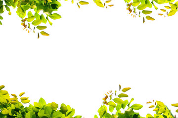 Tree branch flower Photo Overlays, Summer spring painted frame s, Photo art, png