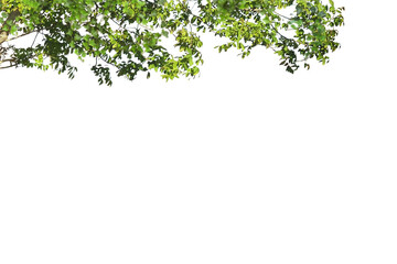 Tree branch flower Photo Overlays, Summer spring painted frame s, Photo art, png