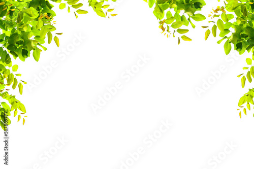 Fototapeta Naklejka Na Ścianę i Meble -  Tree branch flower Photo Overlays, Summer spring painted frame s, Photo art, png