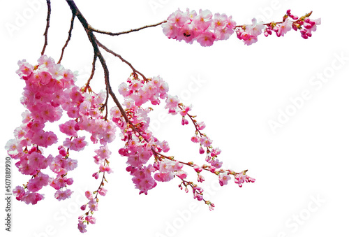 Tree branch flower Photo Overlays, Summer spring painted overlays, Photo art, png © Daria